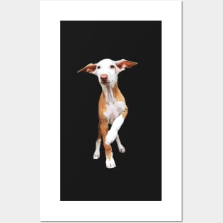 Podenco Dog Podenco Canario Posters and Art